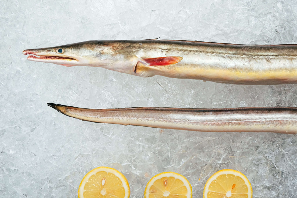 Eel Fish - Widegrowth Marine Products Sdn. Bhd.